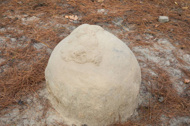 istock Termite mound in forest in Chiang Mai province 1353550625