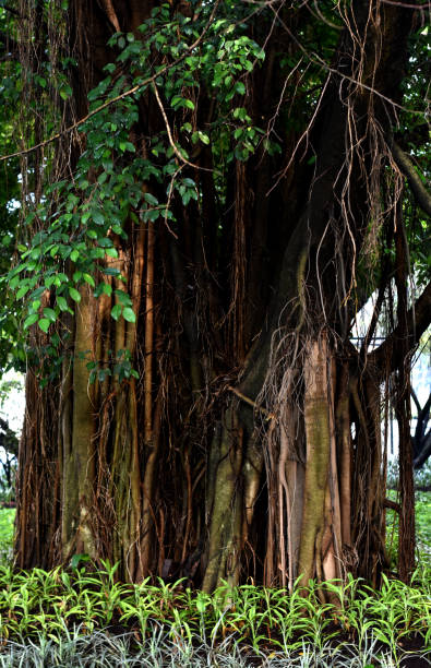 istock old banyan tree in the city park 1353551376