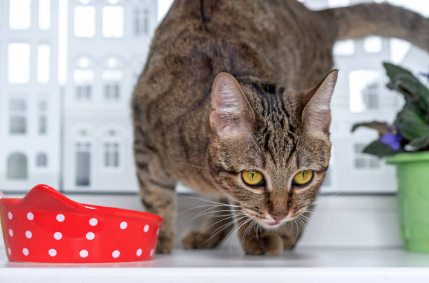 istock Tabby cat with yellow eyes near a red bowl with dry feed. 1353551481