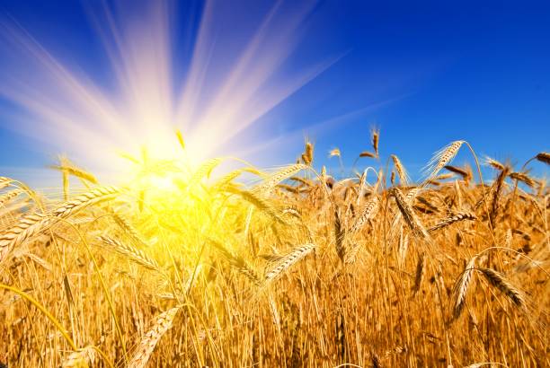 istock field of gold wheat 1353551795