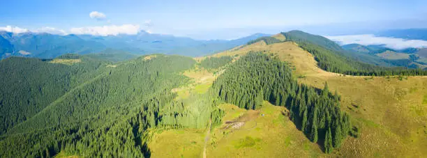 Photo of flying over grazing sheep