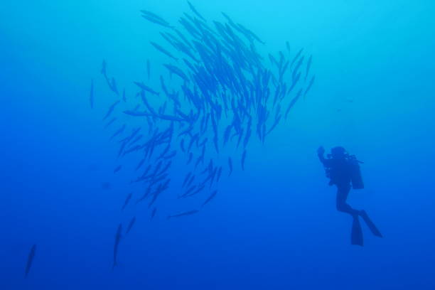istock Scuba diving at Blue corner in Palau 1353552817