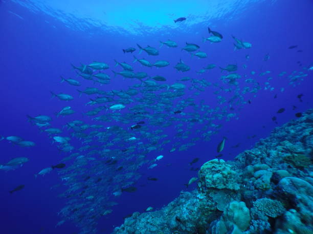 istock Scuba diving at Blue corner in Palau 1353552886