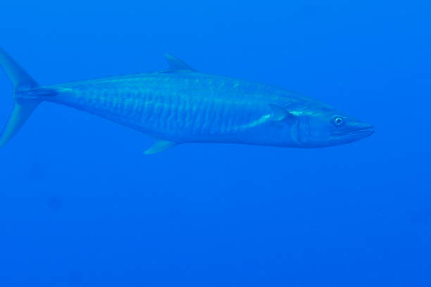 istock Scuba diving at Blue corner in Palau 1353552961
