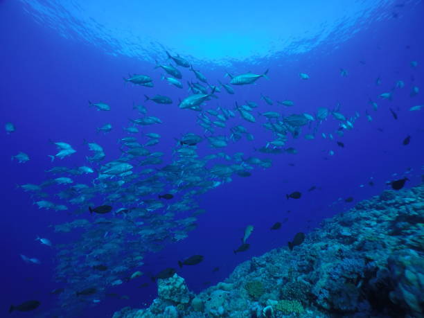 istock Scuba diving at Blue corner in Palau 1353552979