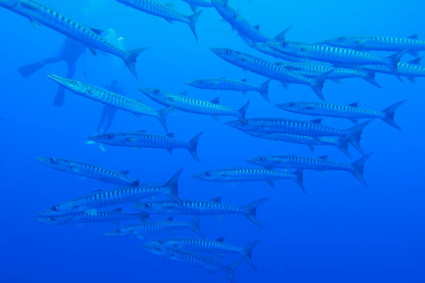 istock Scuba diving at Blue corner in Palau 1353553084