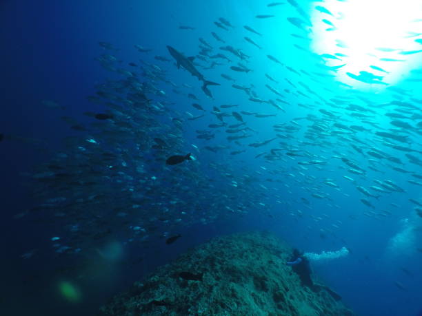 istock Scuba diving at Blue corner in Palau 1353553151