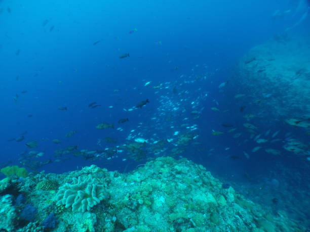 istock Scuba diving at Blue corner in Palau 1353553183
