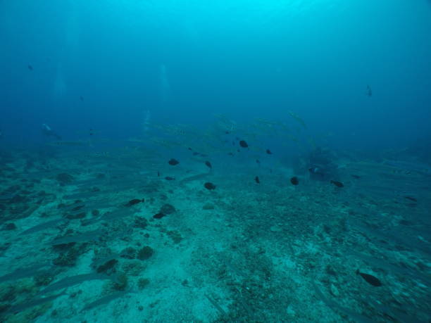 istock Scuba diving at Blue corner in Palau 1353553193