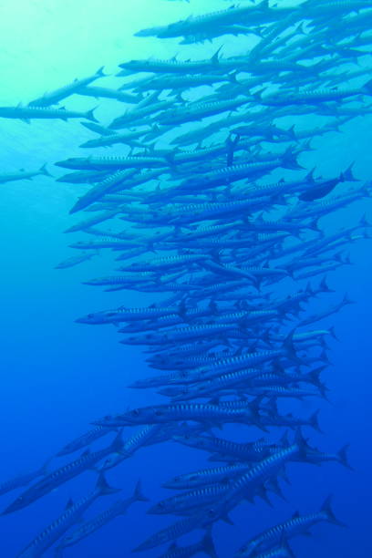 istock Scuba diving at Blue corner in Palau 1353553744