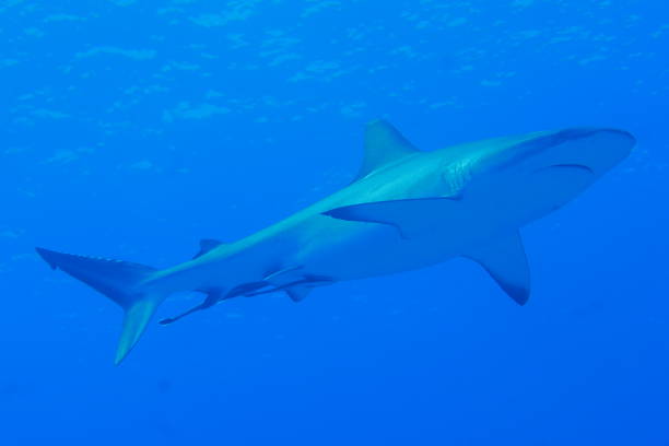 istock Scuba diving at Blue corner in Palau 1353553758