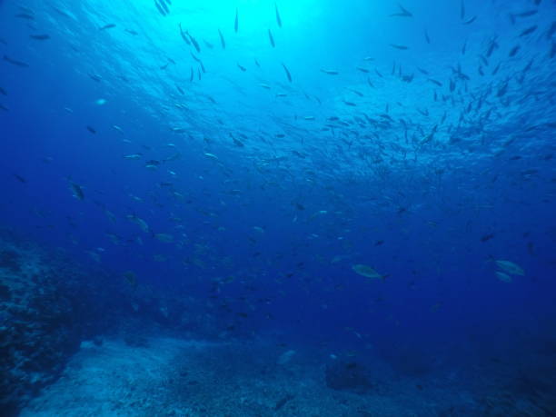istock Scuba diving at Blue corner in Palau 1353553881
