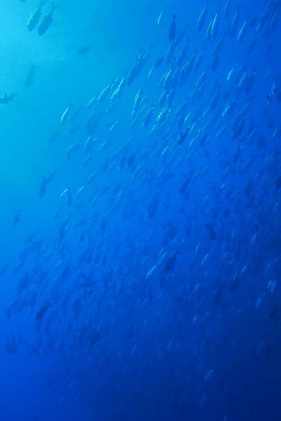istock Scuba diving at Blue corner in Palau 1353553906