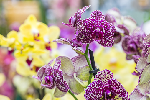 Close-up of a purple spotted orchid on a blurry yellow floral background. Selective focus. Natural floral background for the designer.