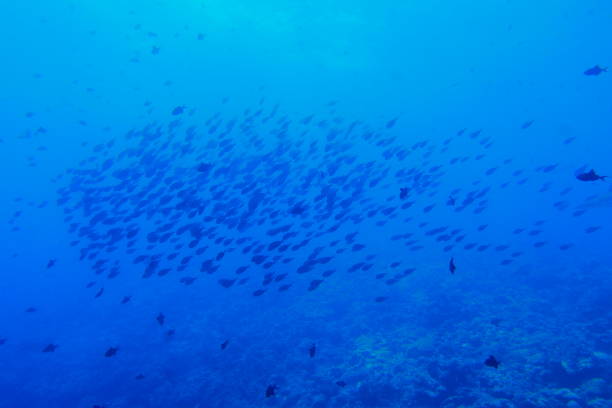 istock Scuba diving at Blue corner in Palau 1353553911