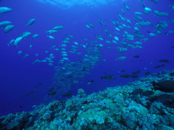 istock Scuba diving at Blue corner in Palau 1353553919