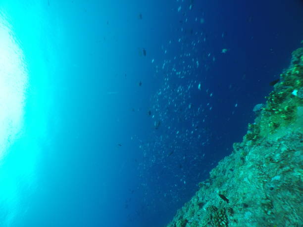 istock Scuba diving at Blue corner in Palau 1353553951