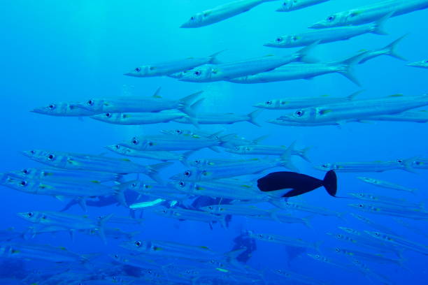 istock Scuba diving at Blue corner in Palau 1353553988