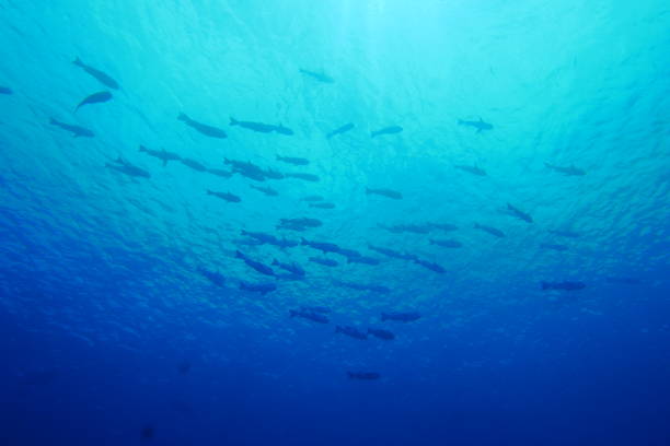 istock Scuba diving at Blue corner in Palau 1353553991