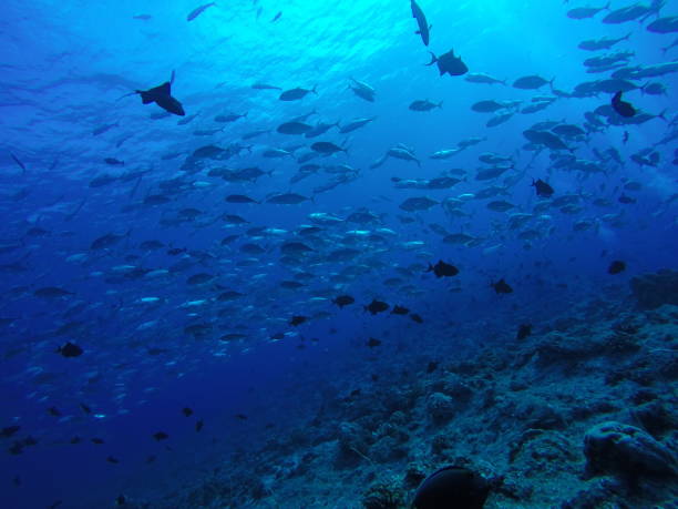 istock Scuba diving at Blue corner in Palau 1353554026