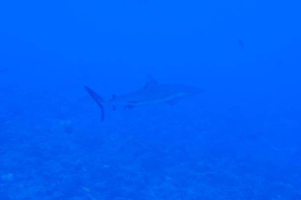 istock Scuba diving at Blue corner in Palau 1353554108