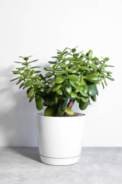 Beautiful Crassula ovata, Jade Plant,Money Plant, succulent plant in a modern flower pot on a gray table Beautiful Crassula ovata, Jade Plant,Money Plant, succulent plant in a modern flower pot on a gray table on a white background. Home decor and gardening concept. Selective focus. jade plant stock pictures, royalty-free photos & images