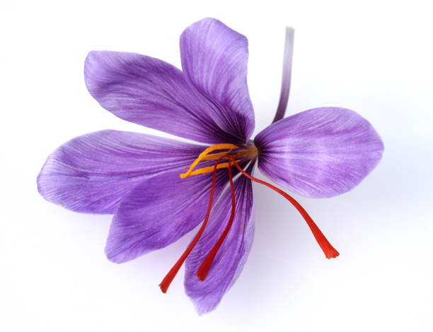 istock Saffron, Crocus sativus, medicinal plant 1353554261