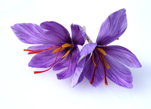 istock Saffron, Crocus sativus, medicinal plant 1353554289