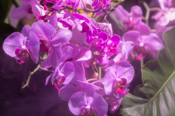 Close-up on pink begonia in bloom, illuminated by sunlight