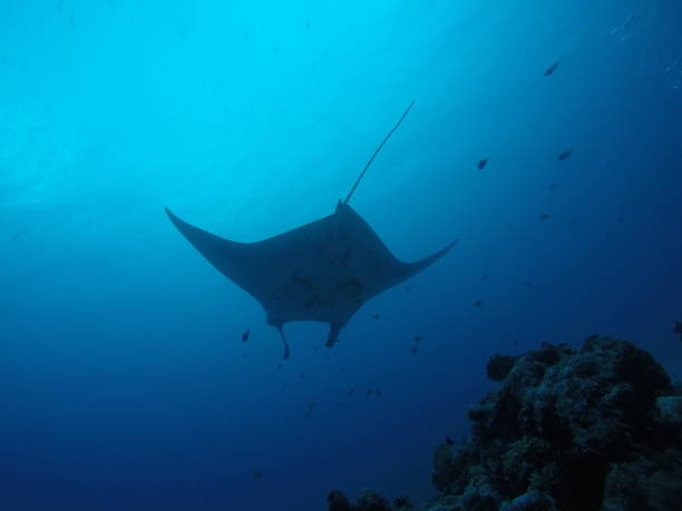 istock Scuba diving at German chanel with Manta ray in Palau 1353556532