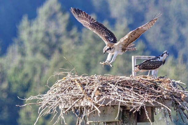 istock baby ospreys in a nest 1353557871