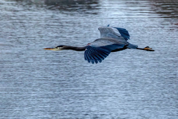 istock great blue heron flying over water 1353557898
