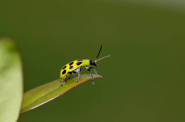 Spotted Cucumber Beetle (Diabrotica undecimpunctata) on the tip of a leaf. They are considered pests in many parts of the USA and will feed on crops such as cucumbers and corn.