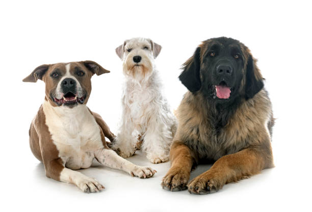 istock group of dogs 1353558513