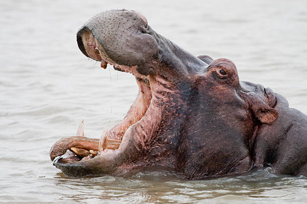 hippopotame bâiller - animal hippopotamus africa yawning photos et images de collection