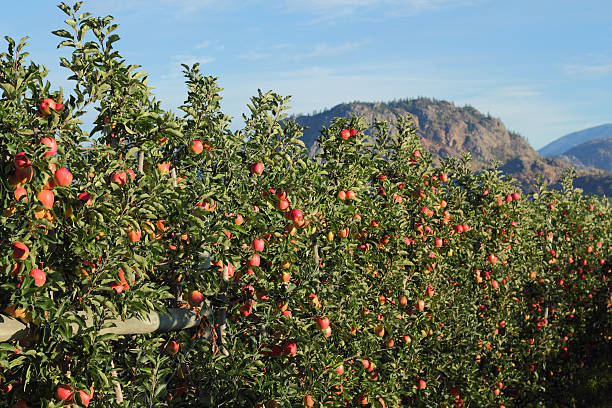 okanagan meleto, columbia britannica - spartan apple foto e immagini stock