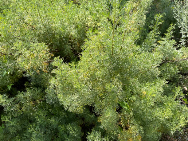 istock Rowan, Artemisia abrotanum 1353560159