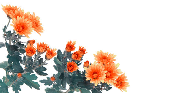 istock Yellow orange chrysanthemum flowers and blank space 1353560401