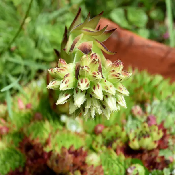 House root, Sempervivum, tectorum, is a medicinal plant and an alpine flower with red blues. Houseleek, Sempervivum, tectorum, is a medicinal plant and an alpine flower with red flowers.