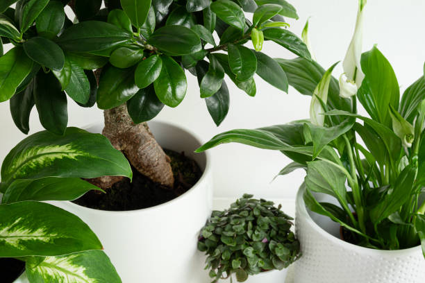 istock Young home plants close-up 1353560522