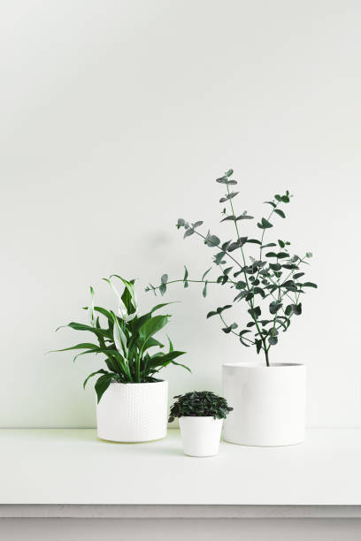 istock Home plants in white pots 1353560555