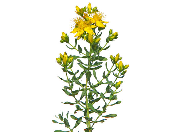 istock Perforate St John's wort plant with yellow flower isolated on white 1353560631