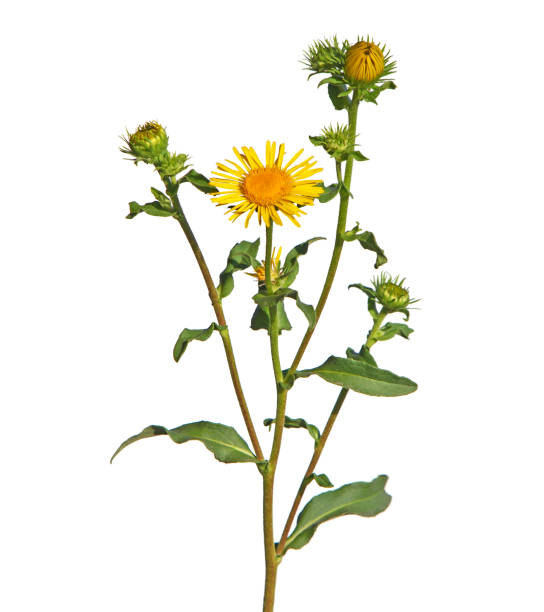 Yellow flower of meadow fleabane or British yellowhead isolated on white, Inula britannica Yellow flower of meadow fleabane or British yellowhead plant isolated on white, Inula britannica inula stock pictures, royalty-free photos & images