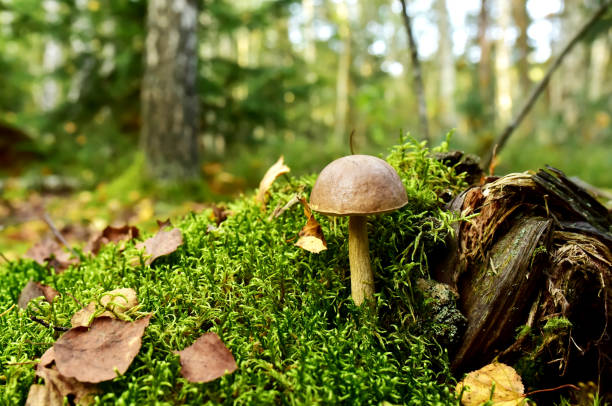 istock Boletus edulis and Boletus pinophilus mushroom. 1353560880