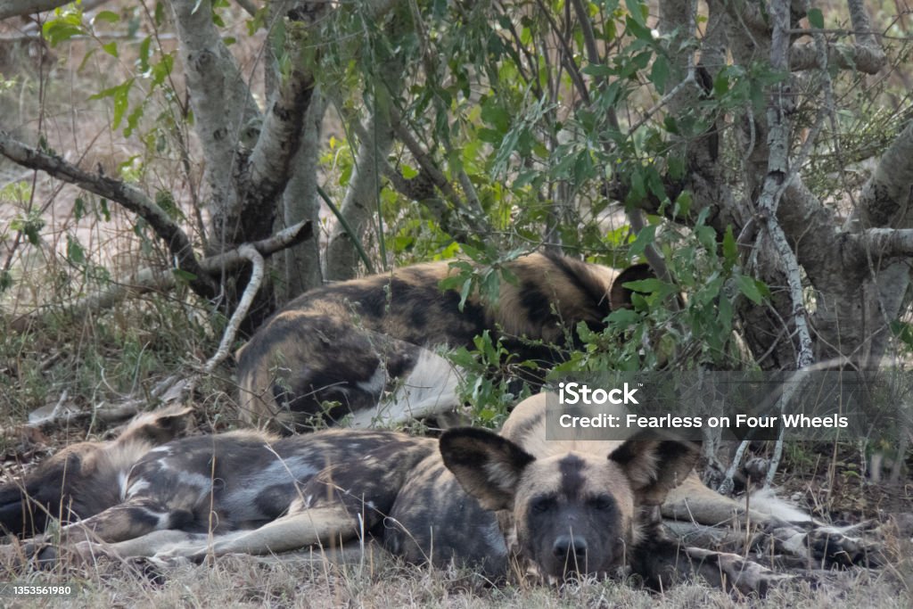 A pair of African wid dogs -Lycaon pictus-  resting under the bushes. Location: Kruger National Park, South Africa African Wild Dog Stock Photo