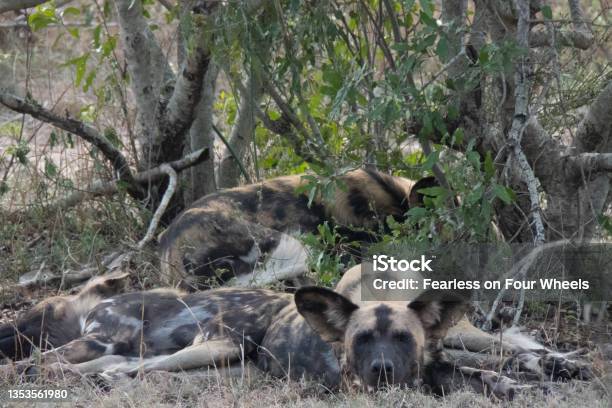 A Pair Of African Wid Dogs Lycaon Pictus Resting Under The Bushes Location Kruger National Park South Africa Stock Photo - Download Image Now