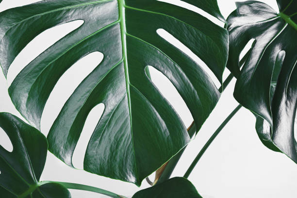 istock Monstera leaves close-up 1353562213