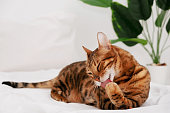 Beautiful bengal cat rosette in gold licking paw,cleaning,washing up on bed on white background.Copy space