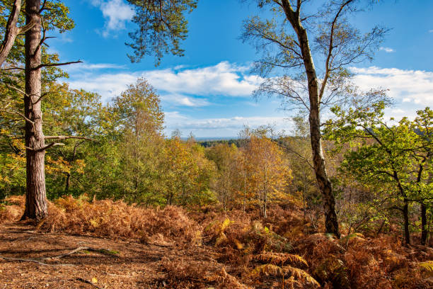 Bagshot Heath, Surrey England  in Autumn View over Bagshot Heath in Surrey England looking towards Lightwater and Woking surrey england stock pictures, royalty-free photos & images