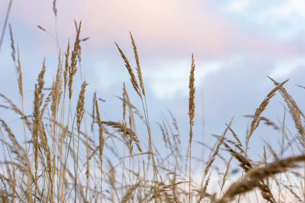 istock Steppe grass at sunset against a bright sky 1353565927